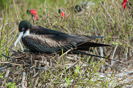 The great frigatebird (Fregata minor) is a large seabird in the frigatebird family. There are major nesting populations in the tropical Pacific Ocean, such as Hawaii and the Galápagos Islands. Tower Island, Genovesa Island, Ecuador. On a nest.