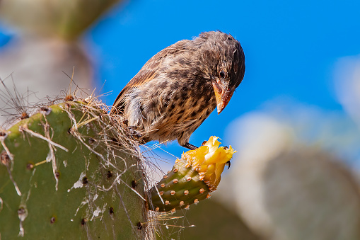 Large Cactus Finch or Genovesa cactus finch, Geospiza propinqua, Tower Island, Galapagos Islands National Park, Ecuador. Passeriformes.