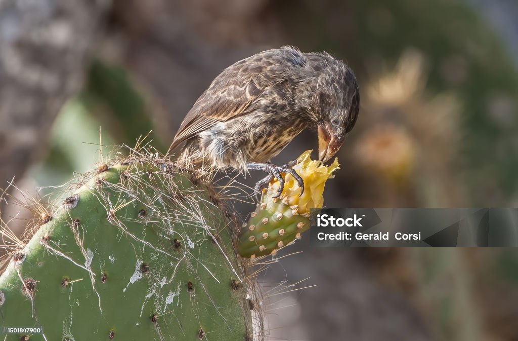 大型サボテンフィンチまたはジェノベササボテンフィンチジオスピザプロピンクアタワーアイランドガラパゴス諸島国立公園エクアドルスズメ目