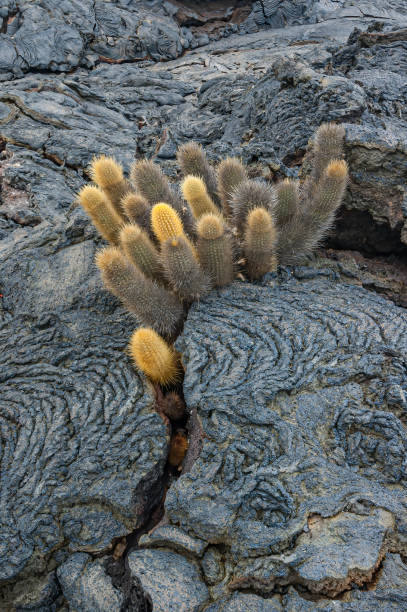 Lava Cactus, Brachycereus nesioticus, Pahoehoe Lava, Sullivan Bay Lava Field,  James Island, Isla Santiago, Santiago Island,  Galapagos Islands National Park, Ecuador. Endemic. Lava Cactus, Brachycereus nesioticus, Pahoehoe Lava, Sullivan Bay Lava Field,  James Island, Isla Santiago, Santiago Island,  Galapagos Islands National Park, Ecuador. Endemic. lava cactus stock pictures, royalty-free photos & images