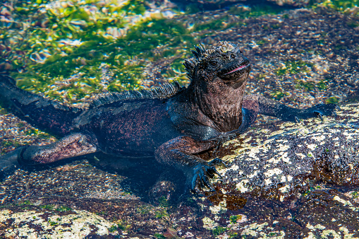 Galapagos Marine Iguana, Amblyrhynchus cristatus mertensi;  Puerto Egas, James Island, Isla Santiago, Santiago Island,  Galapagos Islands National Park, Ecuador. Swimming.