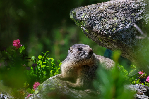 A marmot sitting on a rock