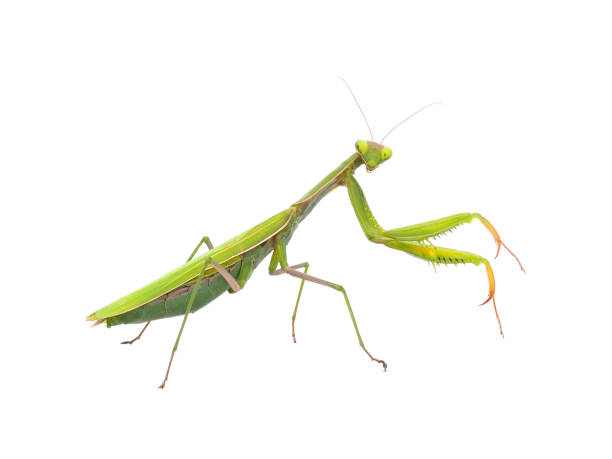 istock Praying mantis isolated on white background, Mantis religiosa 1501855622