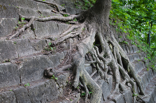 Tree roots on a stone staircase.