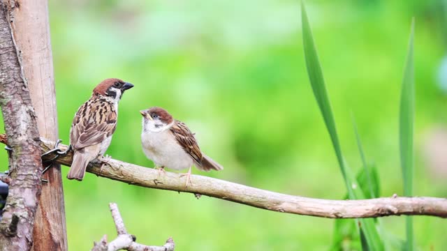 Tiny Sparrow birds feed on a garden branch