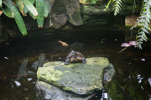 Red-eared slider turtle and koi fishes in a pond at a botanical garden in Southern California