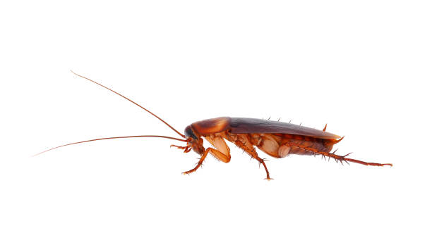 istock American cockroach isolated on white background, Periplaneta americana 1501862307