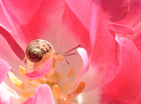 Closeup of a baby snail balancing on the pink tulip flower