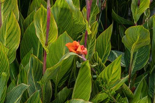 Beautiful Pretoria Canna Lily plant at a botanical garden in Southern California