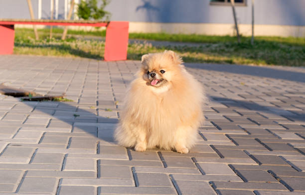 istock Pomeranian spitz portrait close up. Spitz on a walk in the park 1501869475