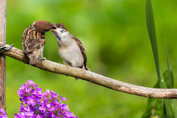 istock Tiny Sparrow birds feed on a garden branch 1501870570
