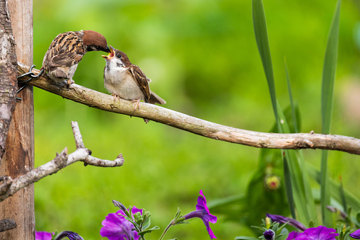 Two little Sparrows passing and receiving food directly into a young birds mouth.