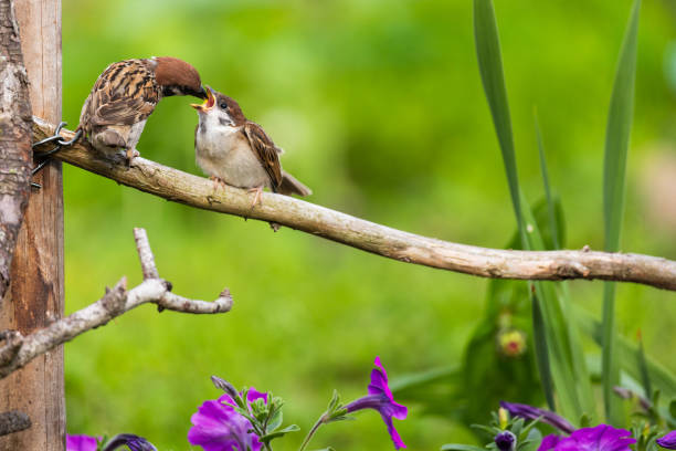 Tiny Sparrow birds feed on a garden branch stock photo