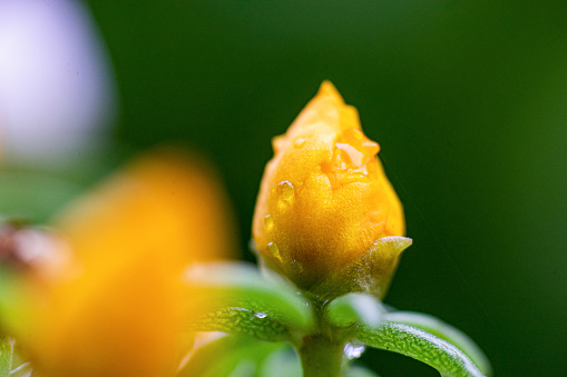 View of a yellow succlent flower.