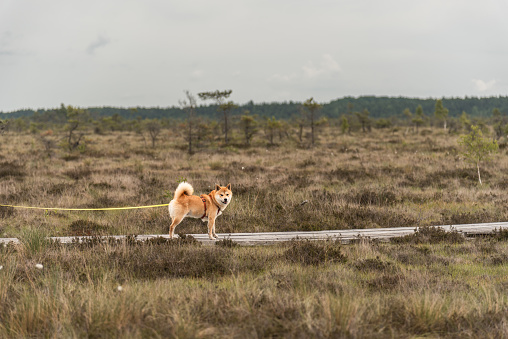 Red shiba inu dogis walking on a wooden trail on Dunika bog, Latvia
