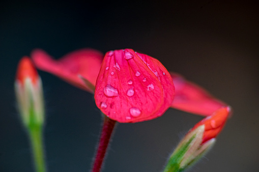 View of a red wet leaf.