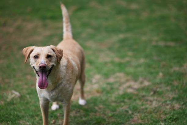 istock A yellow Labrador Retriever dog outdoors looking at camera 1501880852