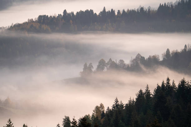 istock Misty Mountain Landscape with Pine Trees and Fog 1501890772