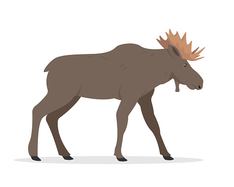 Moose bull icon. Standing brown wild forest animal Elk with big horns. Flat vector illustration isolated on white background.