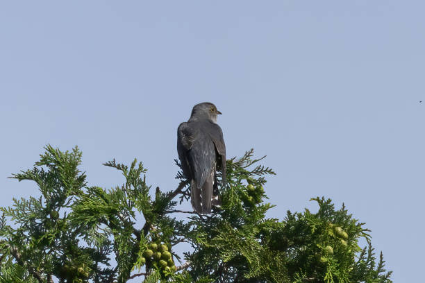 Lesser cuckoo on the top of tree in a blue sky background.