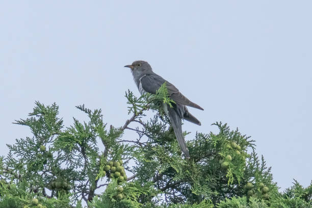 istock Lesser cuckoo on the top of tree in a blue sky background. 1501899728