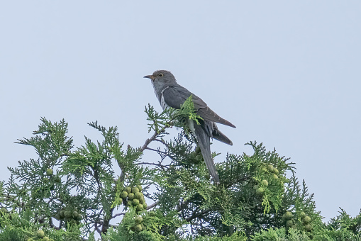 Lesser cuckoo on the top of tree in a blue sky background.