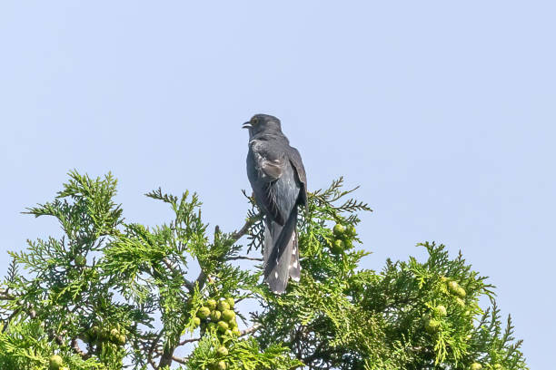 istock Lesser cuckoo on the top of tree in a blue sky background. 1501899749