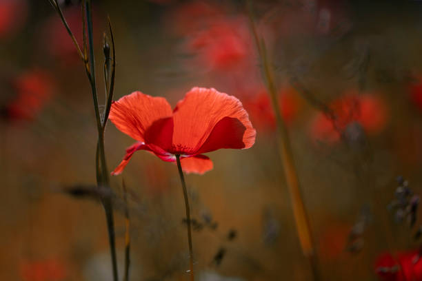 istock Poppy flowers 1501899823
