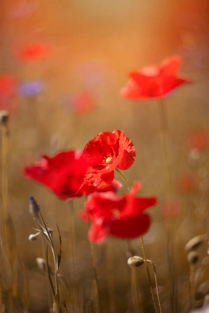 istock Poppy flowers 1501899824