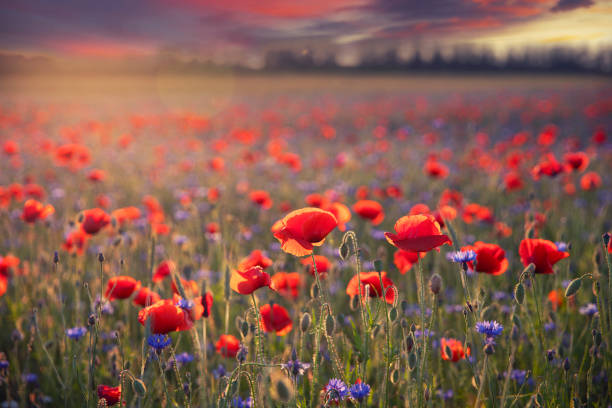 istock Poppy flowers 1501899834
