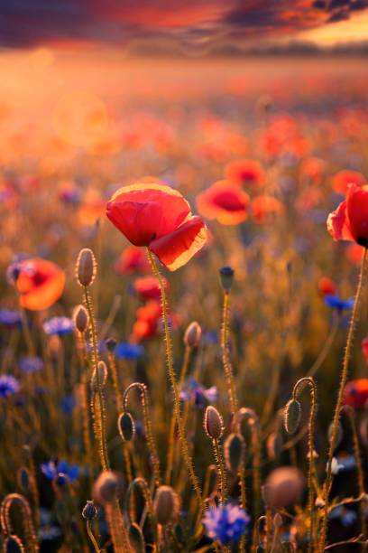 istock Poppy flowers 1501899850