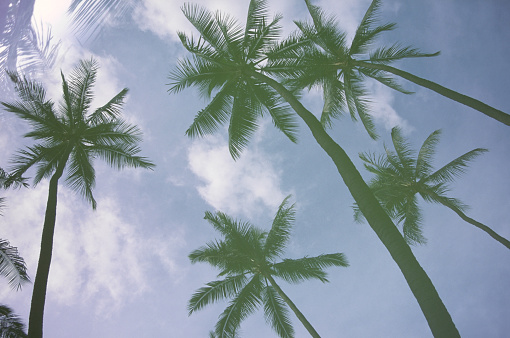 palm trees reflected on the hood of  green car