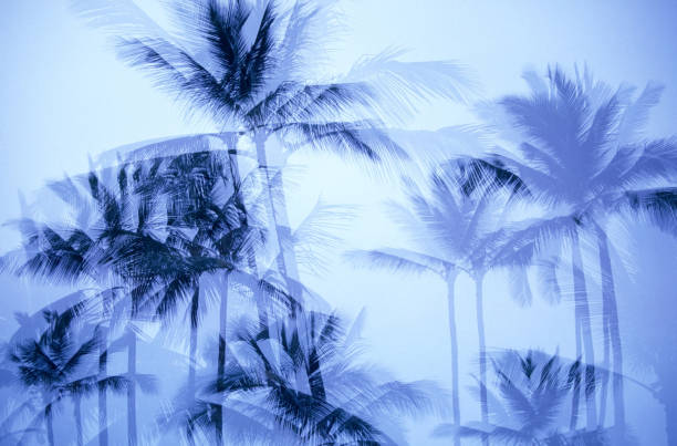 Vibrant blue sky with a mix of whispy and puffy white clouds. Palm trees grow in the bottom-right corner, creating room for text.