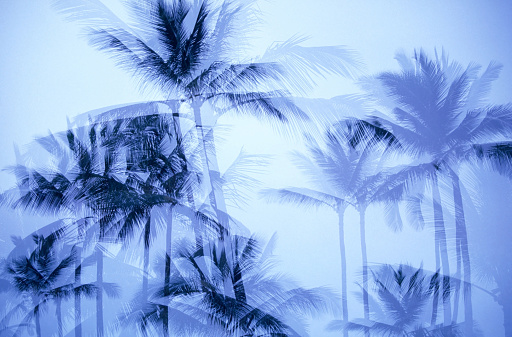 multiple exposure  images of palm trees