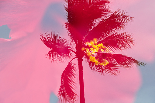 double exposure image of palm tree  and red hibiscus