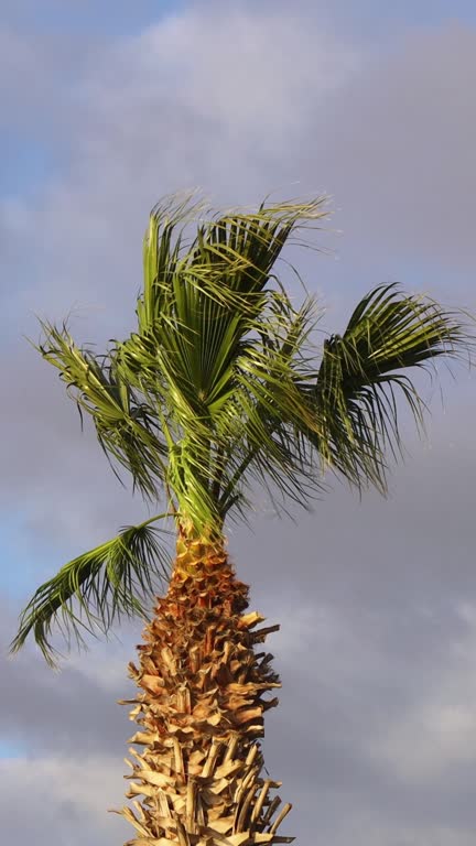 palm leaves blowing in the wind and blue sky. Vertical video for social media.