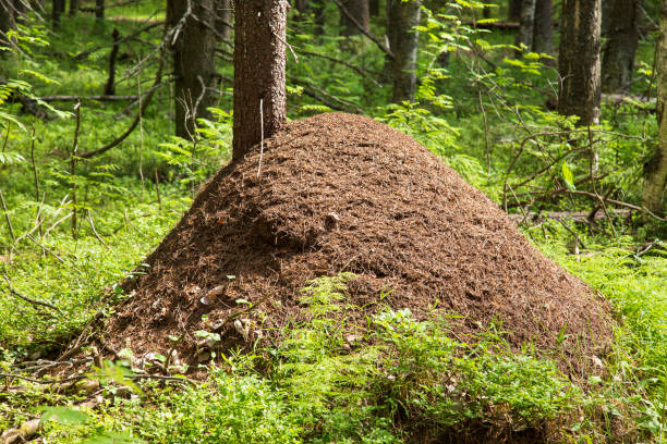 istock An anthill in the forest on a summer day. 1501906163
