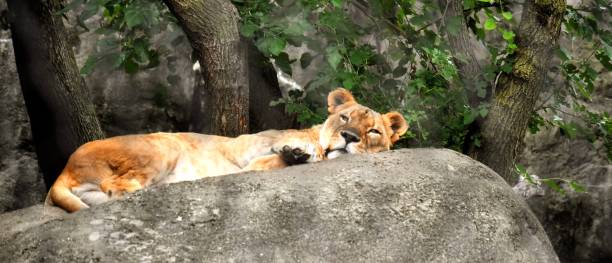 Female Lion Resting on a Warm Rock