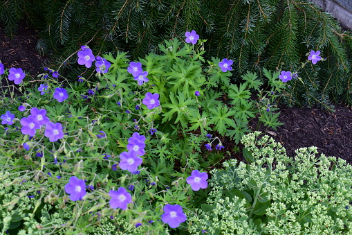 These flowers provide a natural beauty and a contrast of color to a flowerbed