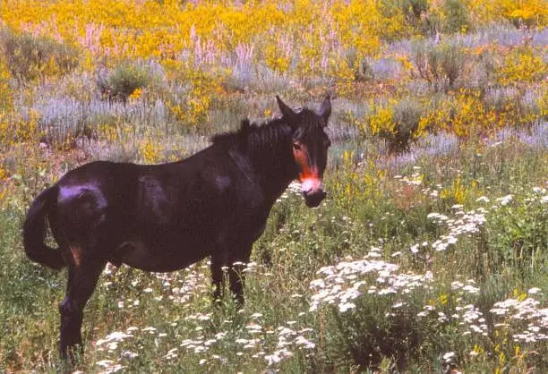 A mule is grazing in a field of tall grasses and white and lavender flowers.