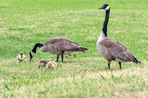 Families of geese in the wild.