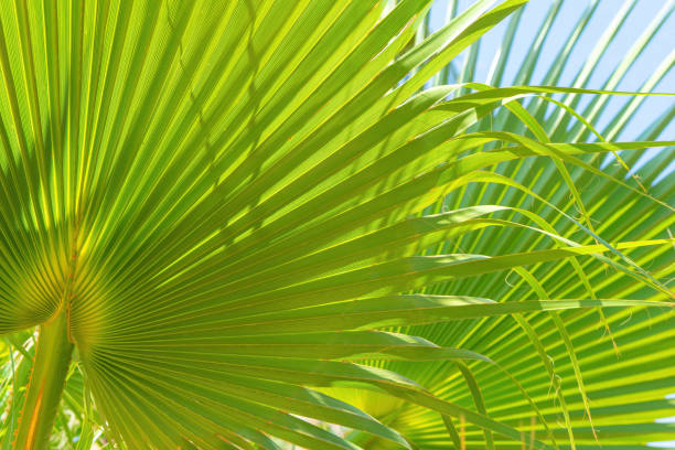 Fundo verde das folhas da palmeira com a luz solar - foto de acervo