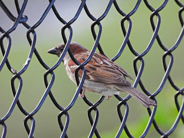 House Sparrow (Passer domesticus) - perched in a chainlink fence