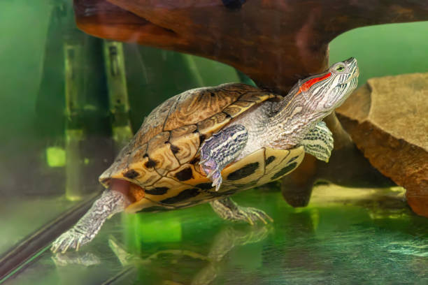 istock Domestic red eared turtle, Trachemys scripta, pond slider swims in aquarium water 1501911165