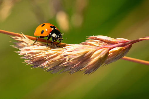 A cute ladybird on a husk of long grass