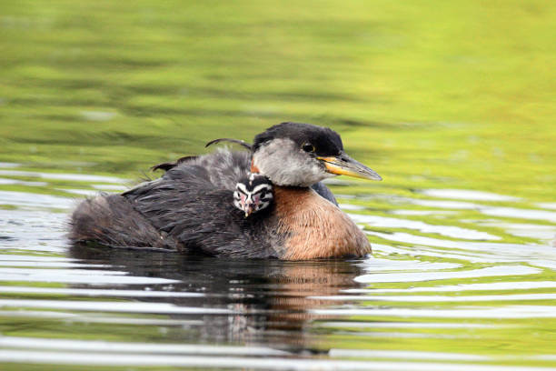 istock Red-necked Grebe Duck with a duckling on its back 1501921347
