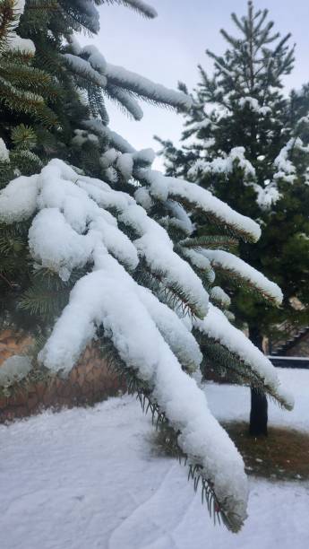 snowy foreground tree branches, pine tree with snow on its leaves, another pine tree behind covered with snow on snowy ground stock photo