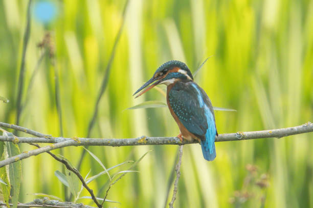 istock Female Kingfisher 1501924261