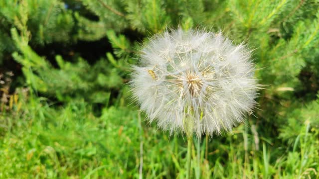 Dandelion with green background