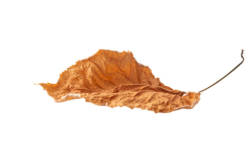 Dry autumn leaf